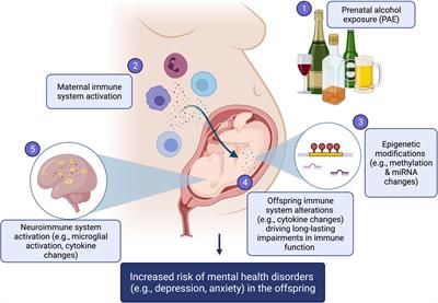 Intersection of Epigenetic and Immune Alterations: Implications for Fetal Alcohol Spectrum Disorder and Mental Health